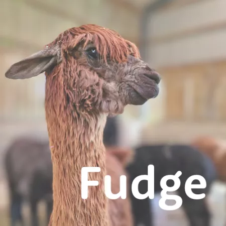 St Piers Fudge Alpaca