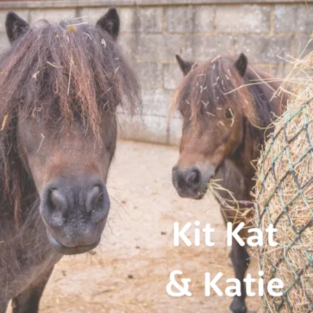 St Piers Shetland ponies