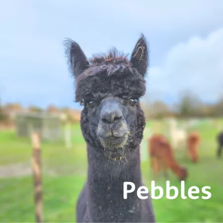 St Piers Pebbles Alpaca