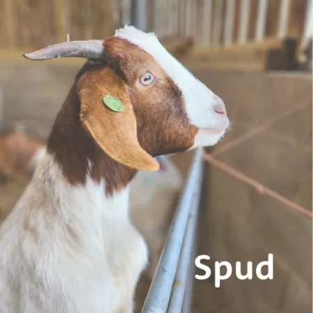 St Piers Spud Boer goat